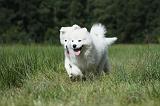 SAMOYEDE 038